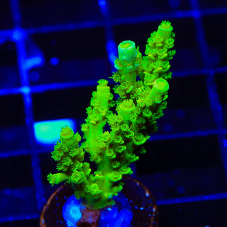 TSA Margaritaville Acropora Coral