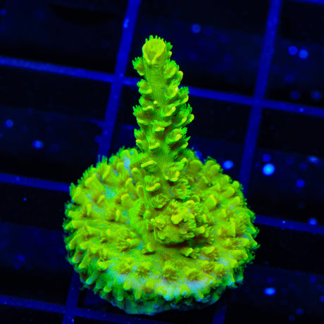 TSA Margaritaville Acropora Coral