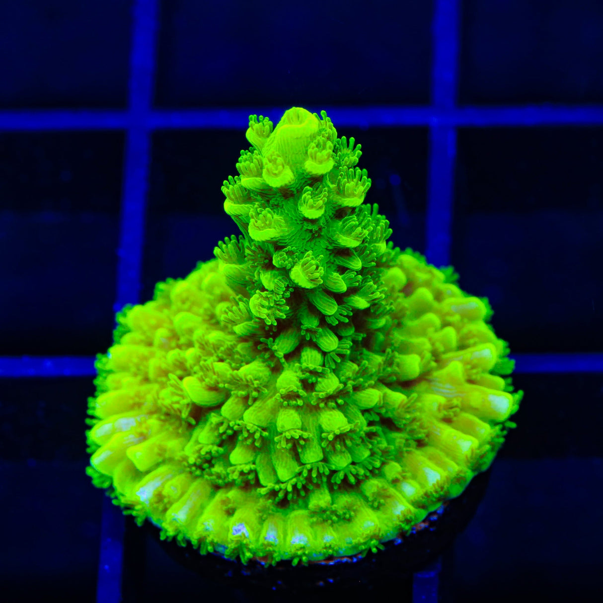 TSA Margaritaville Acropora Coral