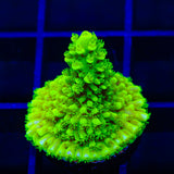 TSA Margaritaville Acropora Coral