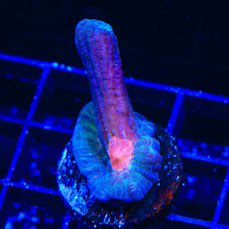 TSA Mars Attacks Pectinia Coral