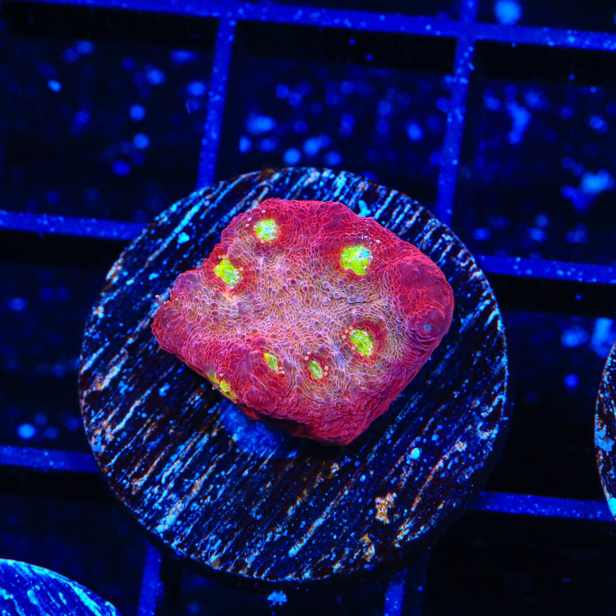 TSA Martian Man Chalice Coral