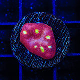TSA Martian Man Chalice Coral