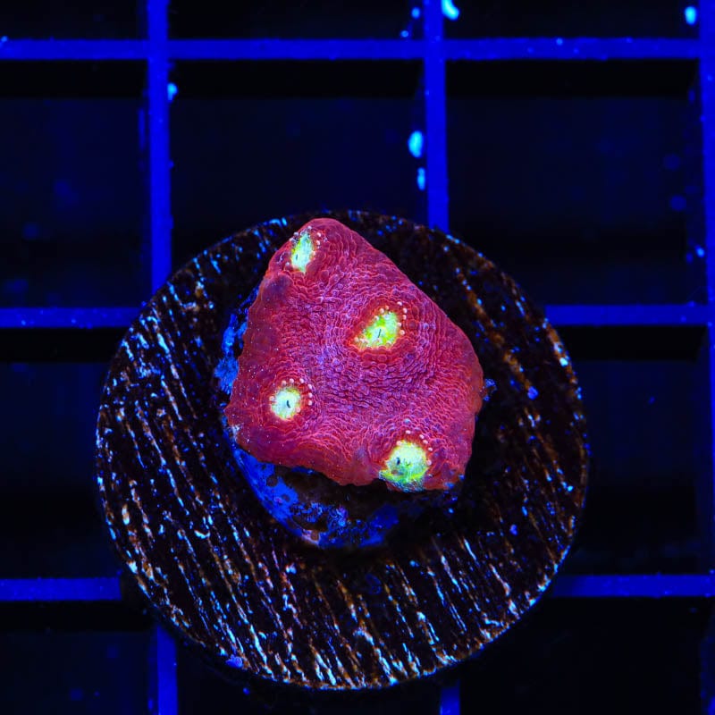 TSA Martian Man Chalice Coral