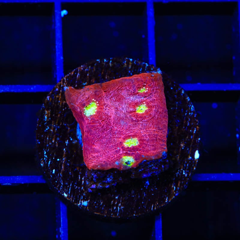TSA Martian Man Chalice Coral