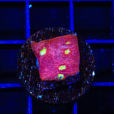 TSA Martian Man Chalice Coral
