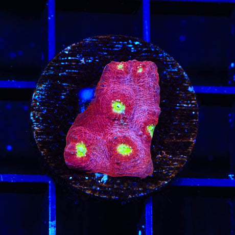 TSA Martian Man Chalice Coral