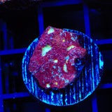 TSA Martian Man Chalice Coral