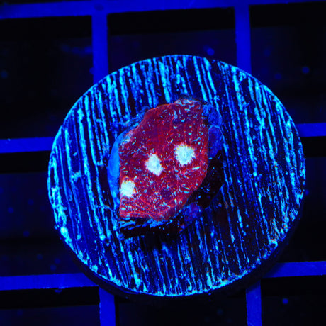 TSA Martian Man Chalice Coral