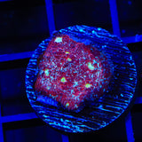 TSA Martian Man Chalice Coral