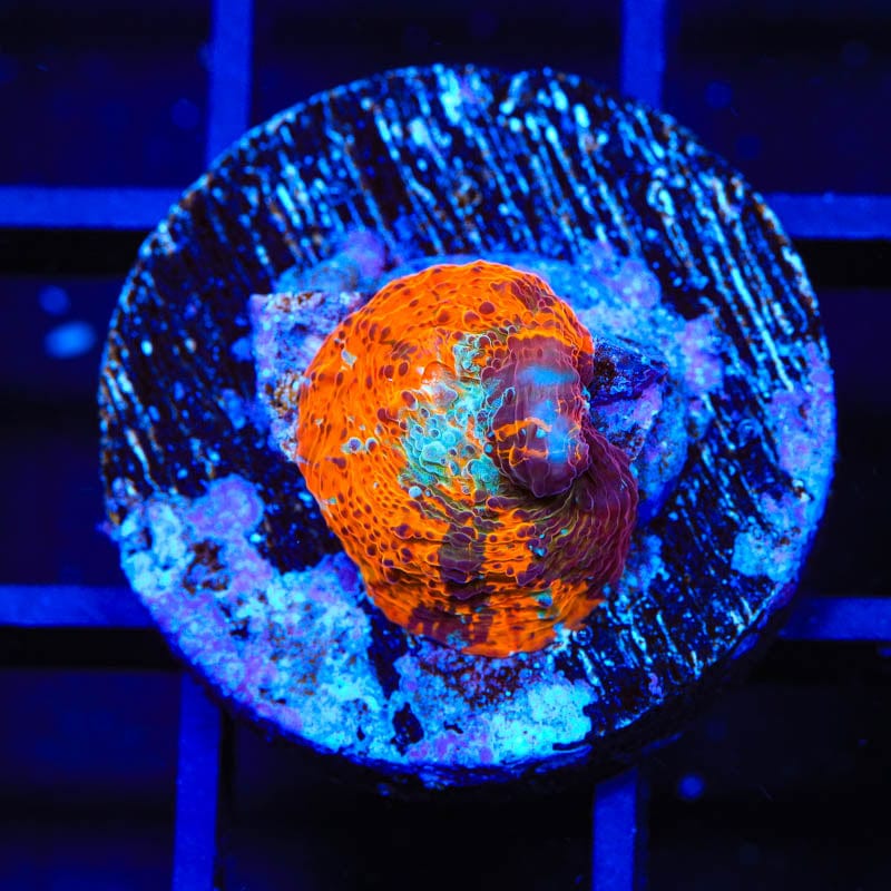 TSA Master Blaster Chalice Coral