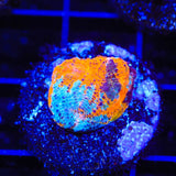 TSA Master Blaster Chalice Coral