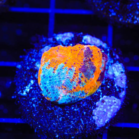 TSA Master Blaster Chalice Coral