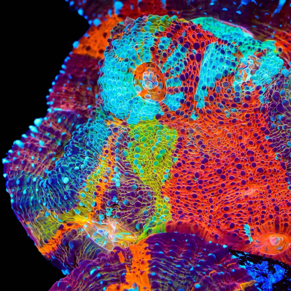 TSA Master Blaster Chalice Coral