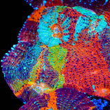 TSA Master Blaster Chalice Coral