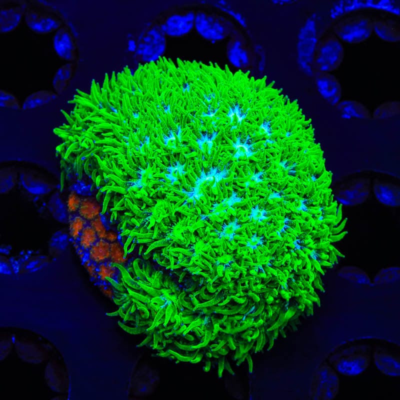 TSA Mayhem and Jade Leptastrea Combo Leptastrea Coral