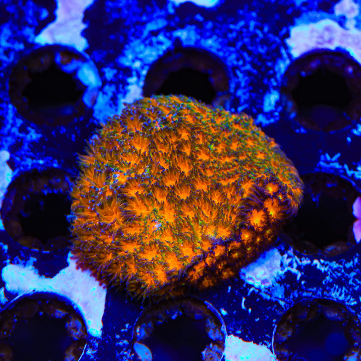 TSA Mayhem Leptastrea Coral