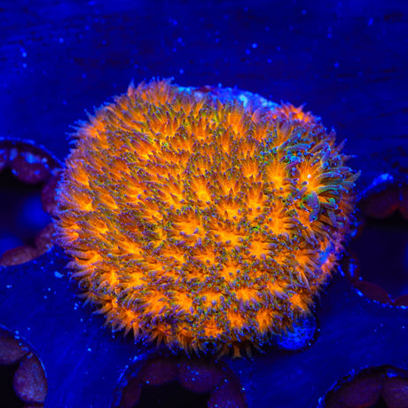 TSA Mayhem Leptastrea Coral