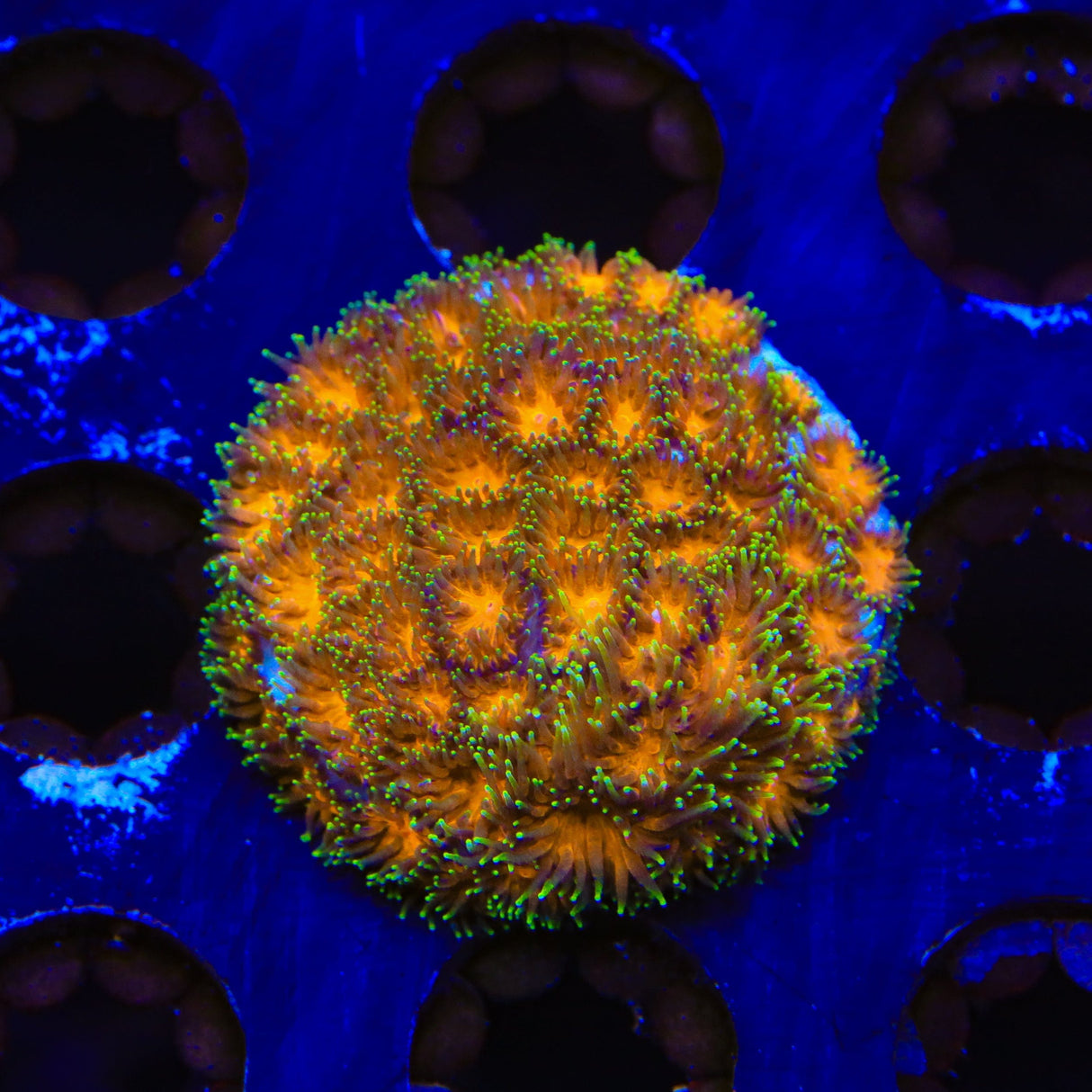 TSA Mayhem Leptastrea Coral