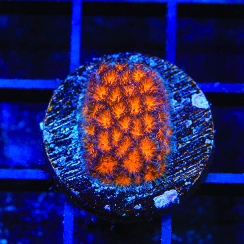 TSA Mayhem Leptastrea Coral