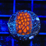 TSA Mayhem Leptastrea Coral