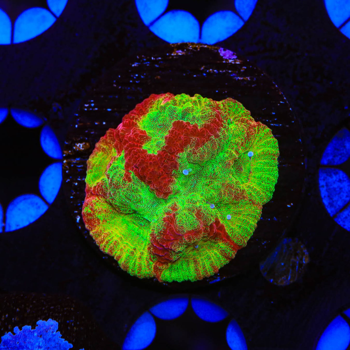 TSA McFavia Coral
