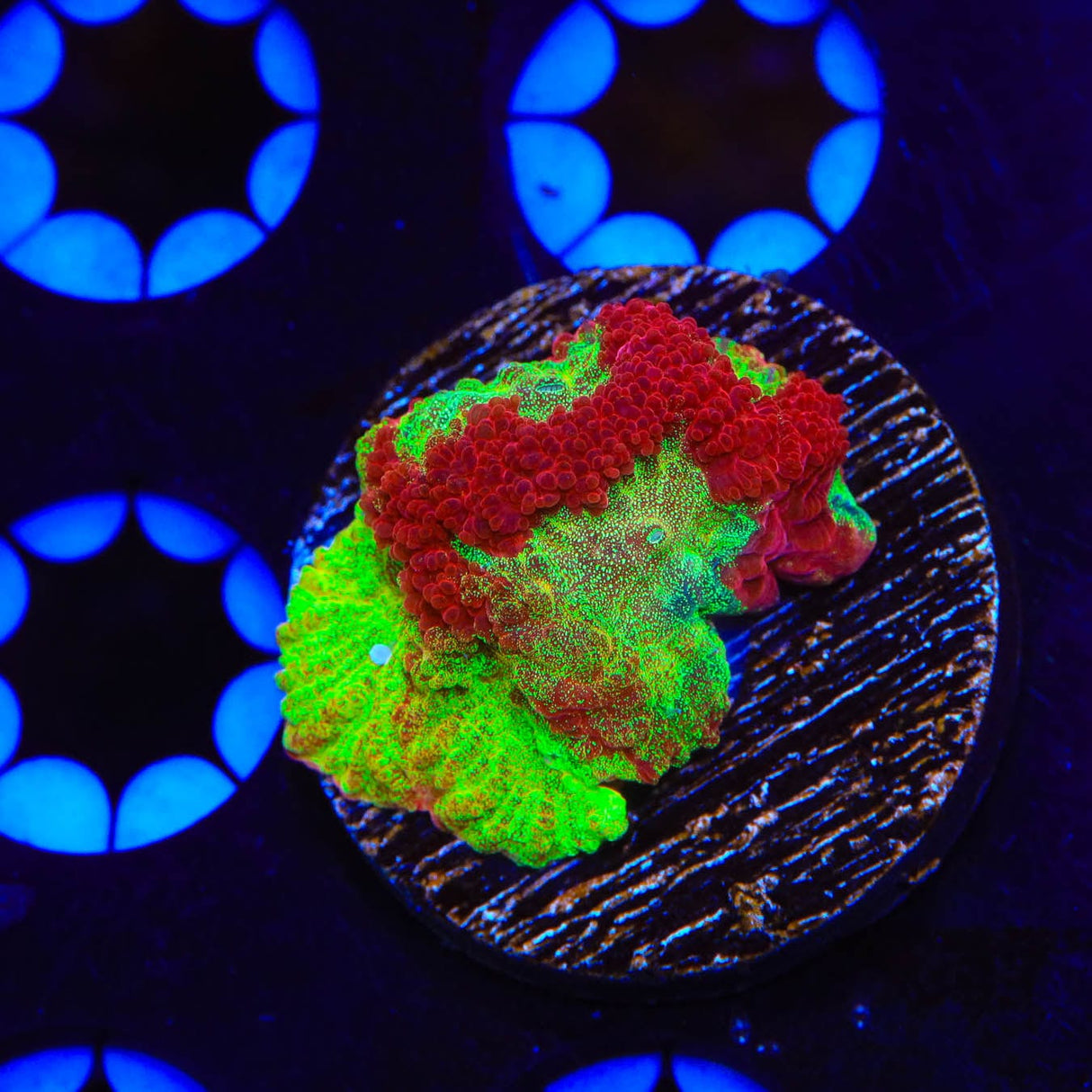 TSA McFavia Coral