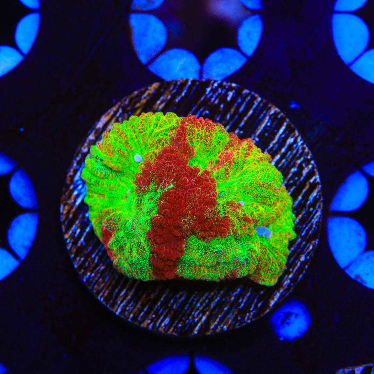 TSA McFavia Coral