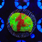 TSA McFavia Coral