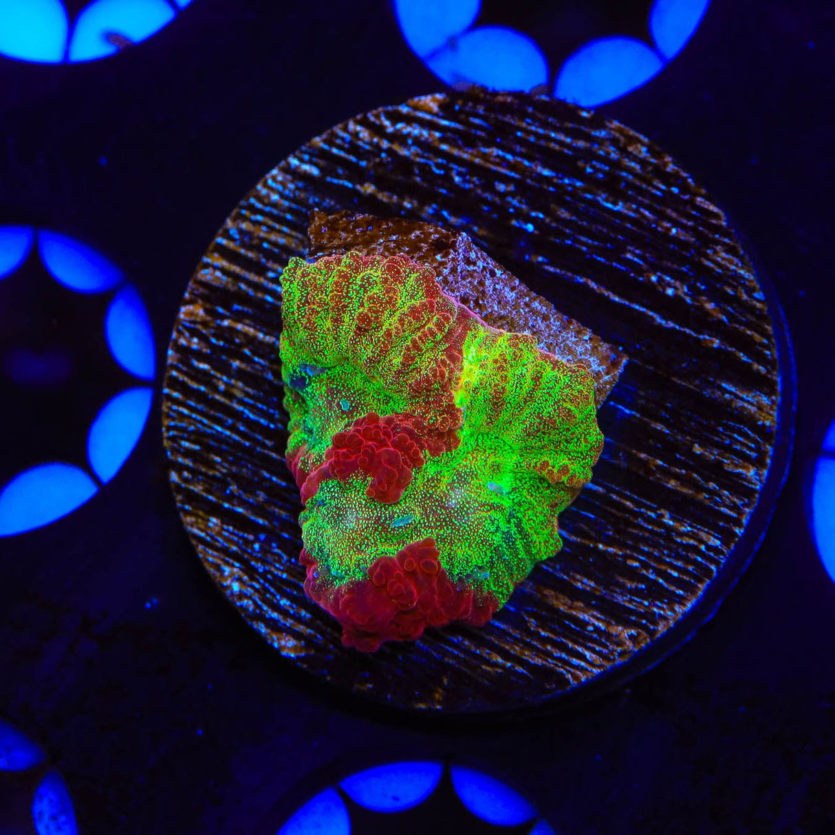 TSA McFavia Coral