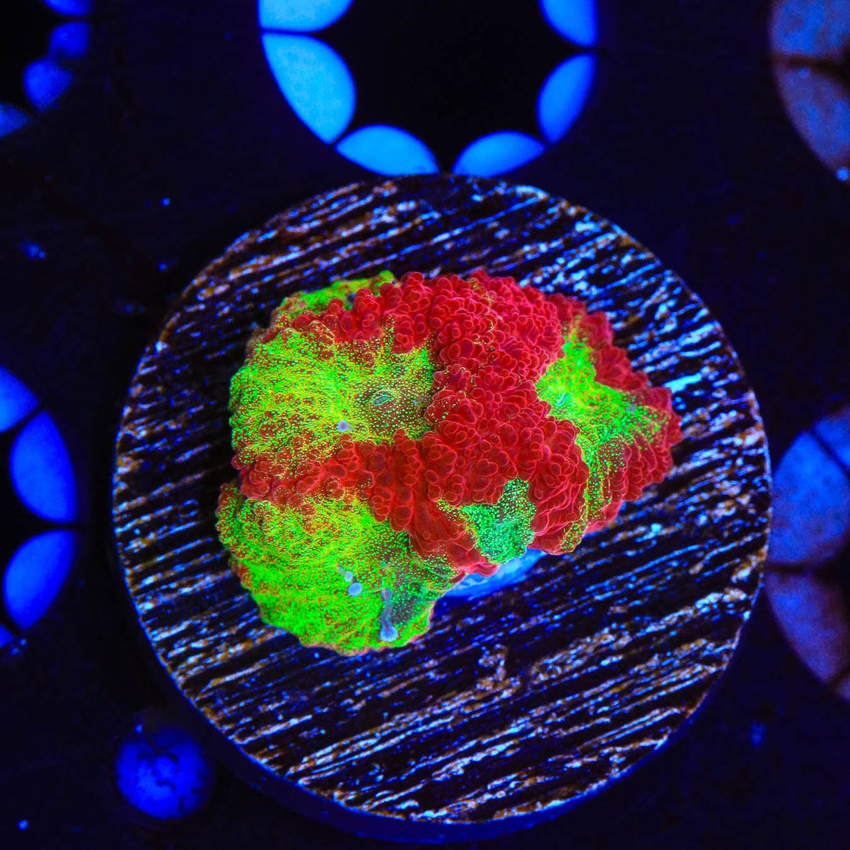 TSA McFavia Coral
