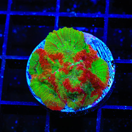 TSA McFavia Favia Coral