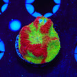 TSA McFavia Favia Coral