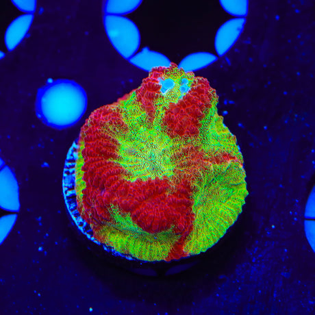 TSA McFavia Favia Coral