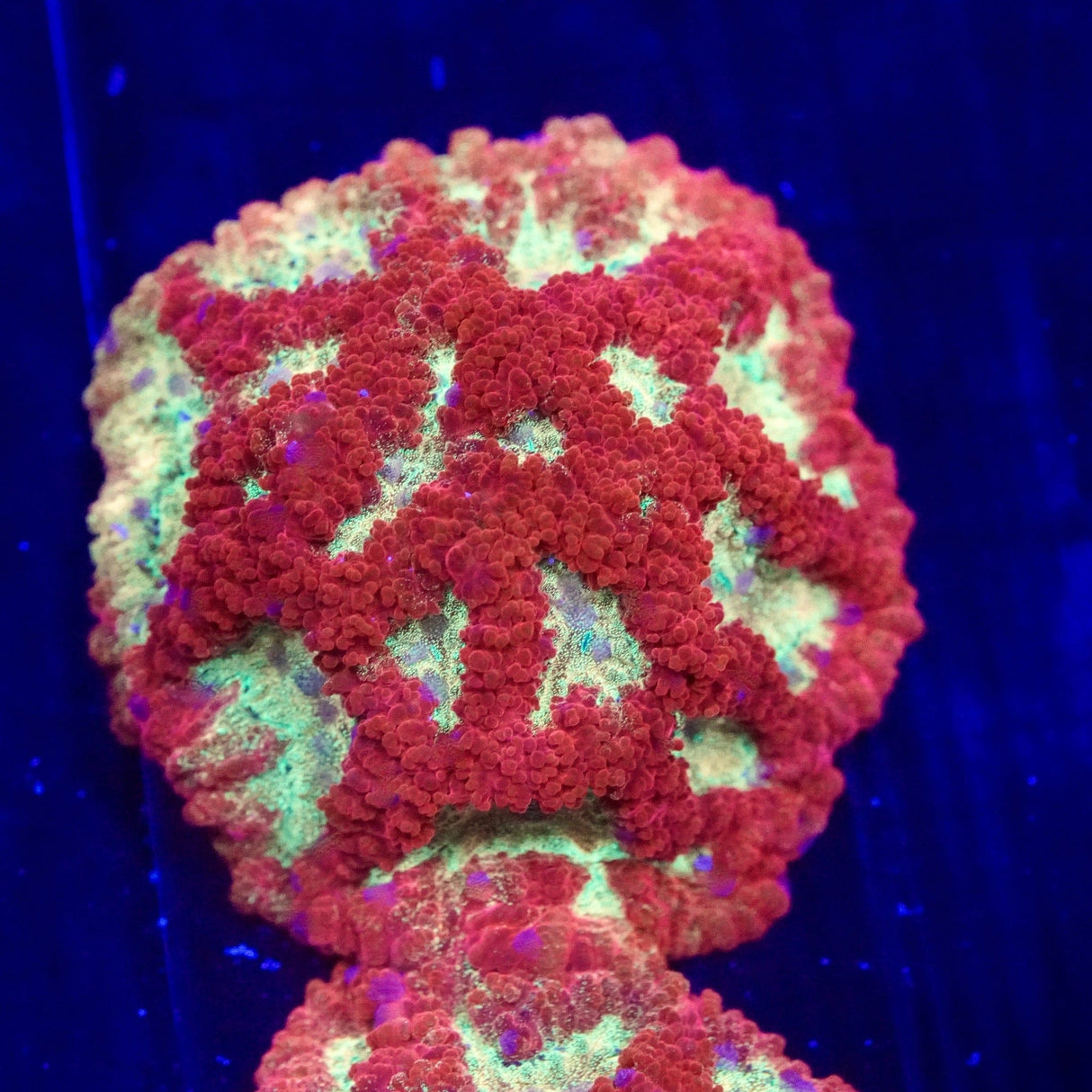 TSA McFavia Favia Coral