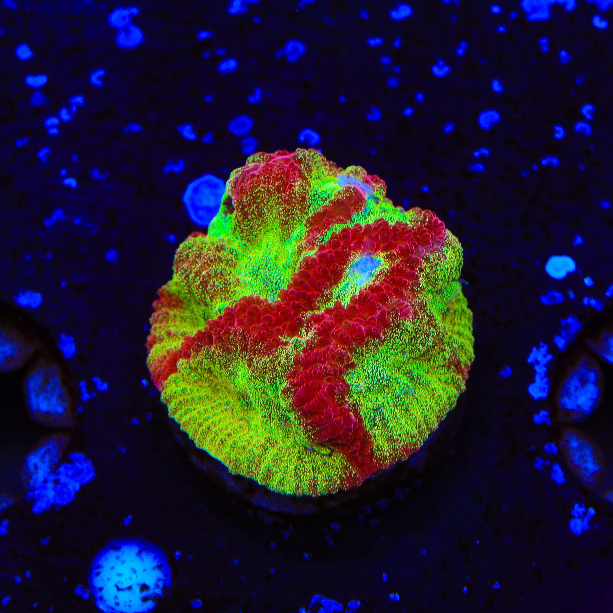 TSA McFavia Favia Coral