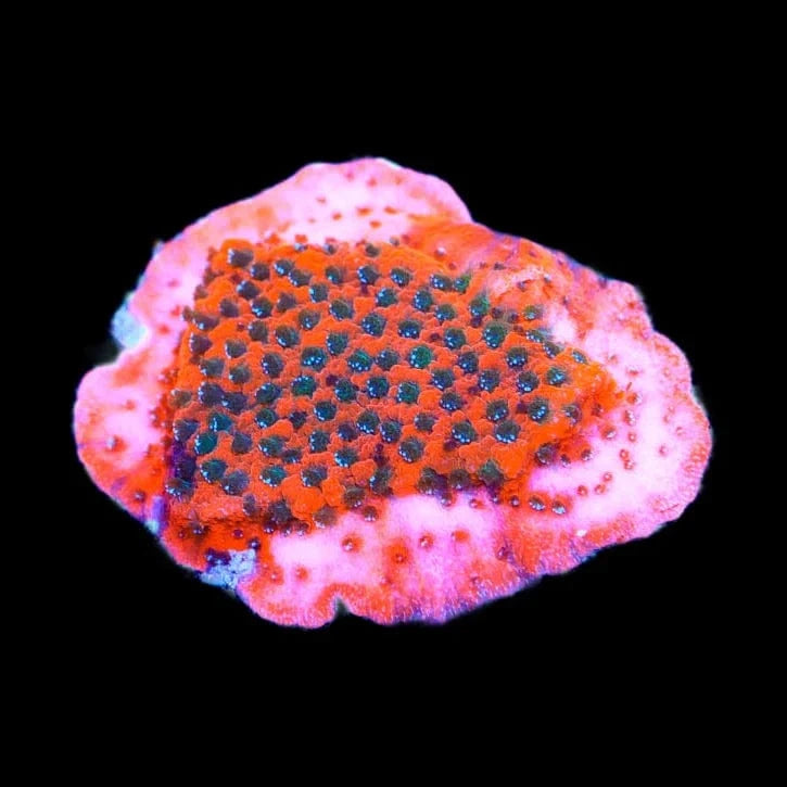 TSA Megachrome Montipora Coral