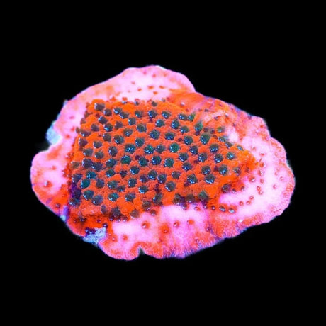 TSA Megachrome Montipora Coral