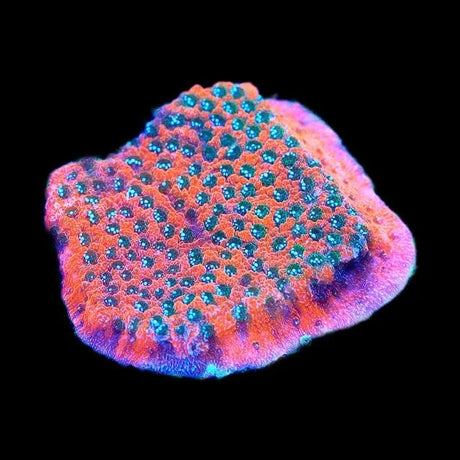 TSA Megachrome Montipora Coral