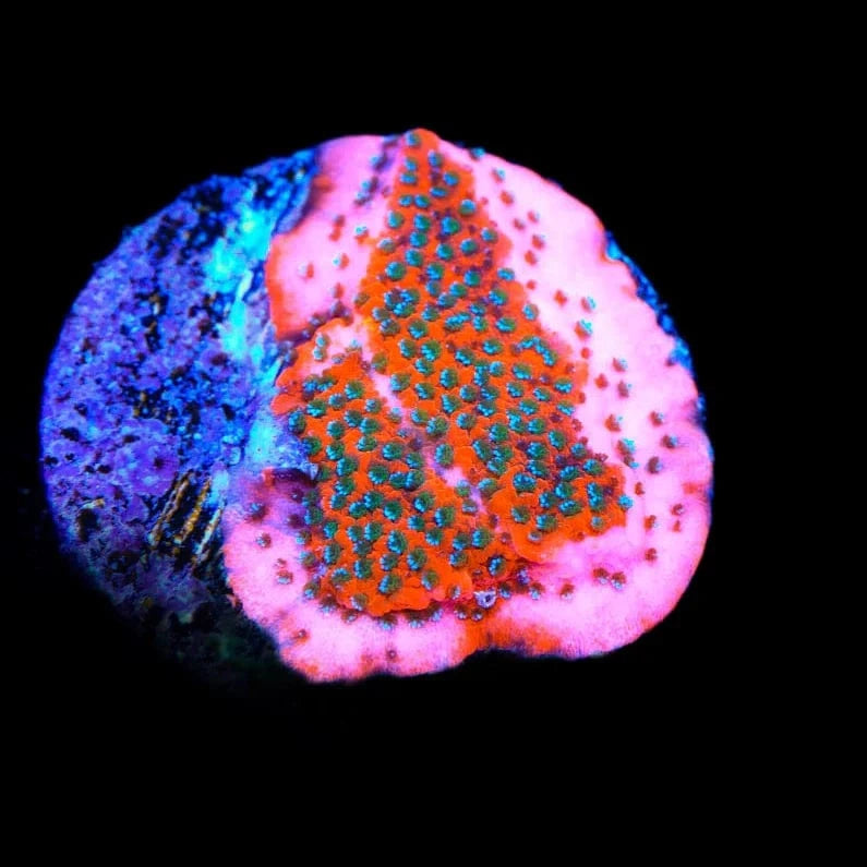 TSA Megachrome Montipora Coral – Almost WYSIWYG – Top Shelf Aquatics