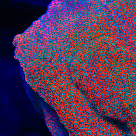 TSA Megachrome Montipora Coral