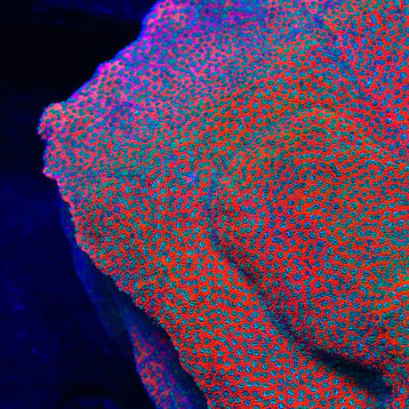 TSA Megachrome Montipora Coral