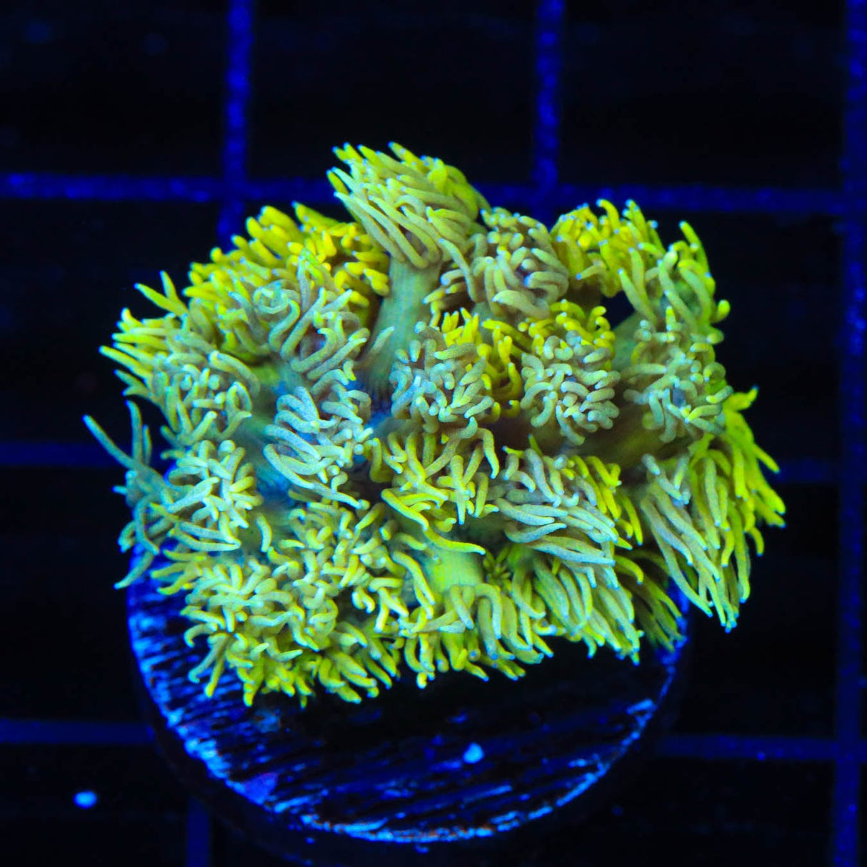 TSA Mellow Banana Goniopora Coral