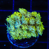 TSA Mellow Banana Goniopora Coral