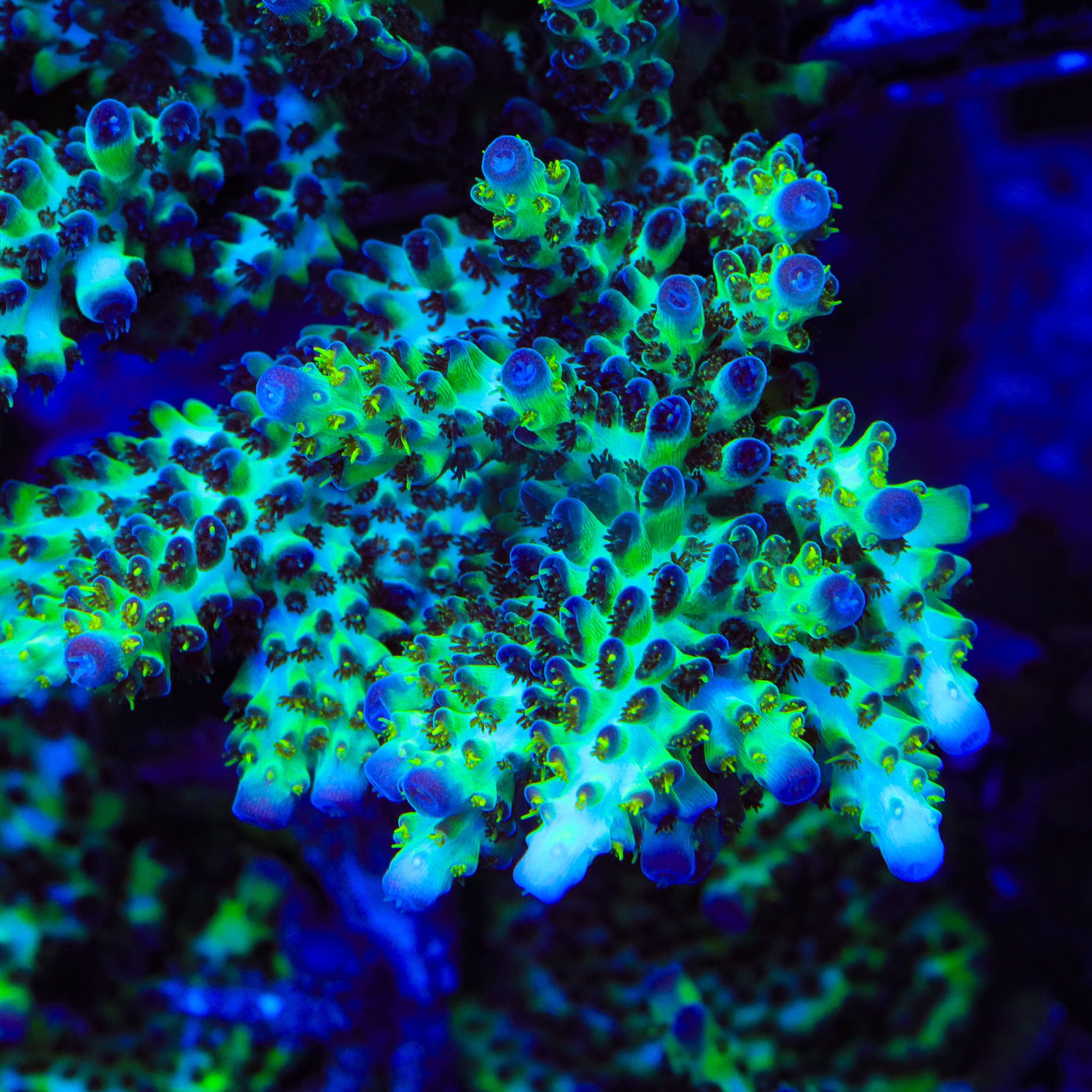 TSA Melon Keller Acropora Coral