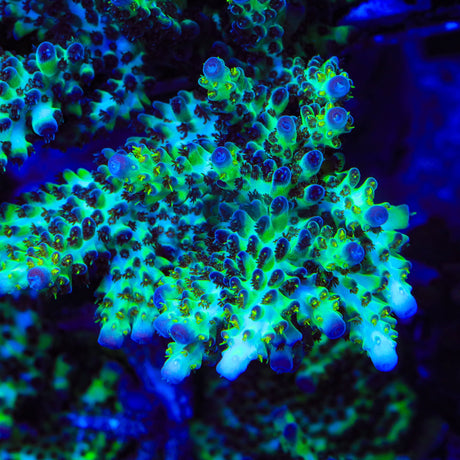 TSA Melon Keller Acropora Coral