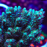 TSA Melonball Acropora Coral