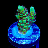 TSA Melonball Acropora Coral