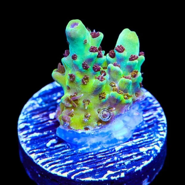 TSA Melonball Acropora Coral