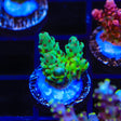 TSA Melonball Acropora Coral